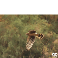 گونه سنقر خاکستری Hen Harrier